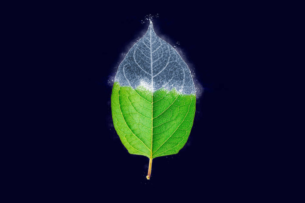 Один замороженный ледяной лист reynoutria japonica выделен на темно-синем фоне, синий лед покрыт эффектом на листе. Природные замороженные голубовато-голубые листья узелкового сорняка с ледяной коркой, ночные заморозки - Фото, изображение