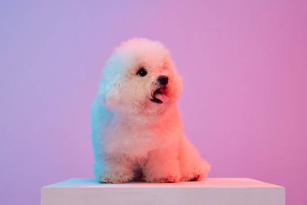 Portrait of fluffy charming dog bichon frize posing over lilac color background in neon light filter. Dog before grooming. Friend, love, care and animal health concept. Pet looks delighted - Φωτογραφία, εικόνα