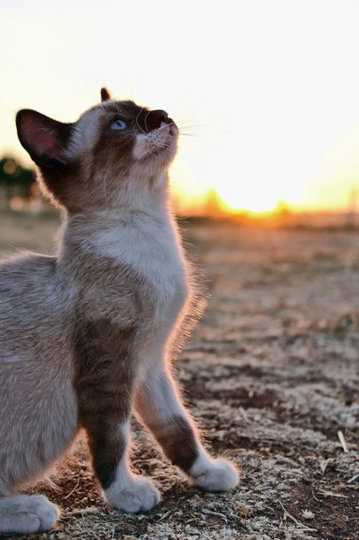 pequeno gato no campo
 - Foto, Imagem