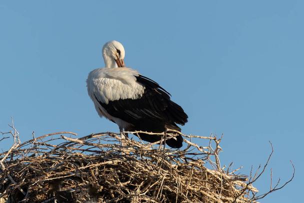 European White stork Ciconia Ciconia is the symbol of bird migration. - Foto, Imagem