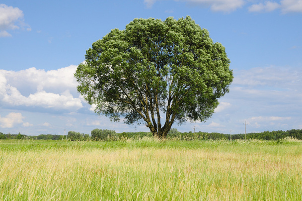 Única árvore em um prado
 - Foto, Imagem