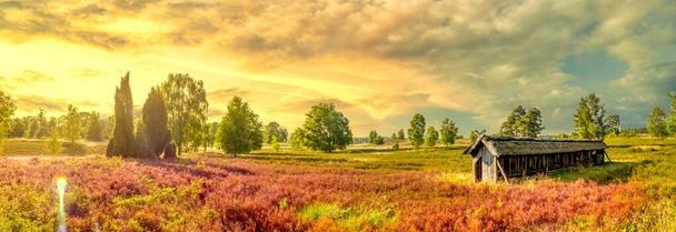 Lueneburg Heide, Landscape, Germany  - Fotoğraf, Görsel