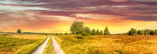 Lueneburg Heide, Landscape, Germany  - Zdjęcie, obraz
