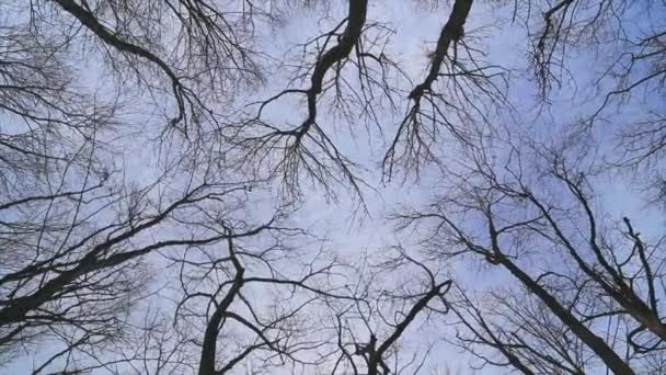 Le vent déplace les branches
 - Séquence, vidéo