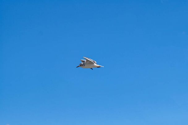 Black-headed seagull flies in a cloudless blue sky - Photo, Image