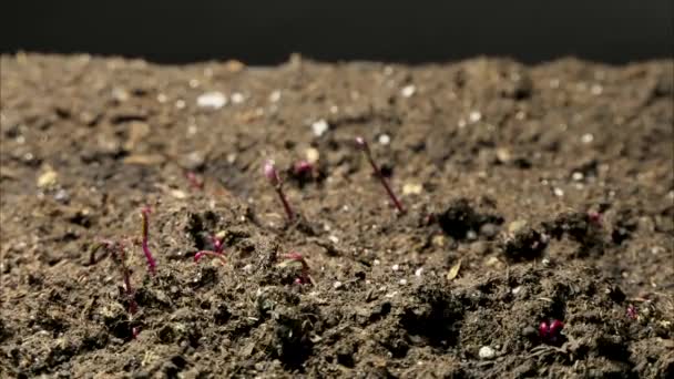 Growing plants, red stalk and green leaves microgreens grow in timelapse, sprouts germination, newborn beetroot salad plant in greenhouse agriculture 4k - Filmmaterial, Video