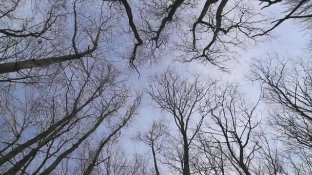 Wind moves branches - Footage, Video