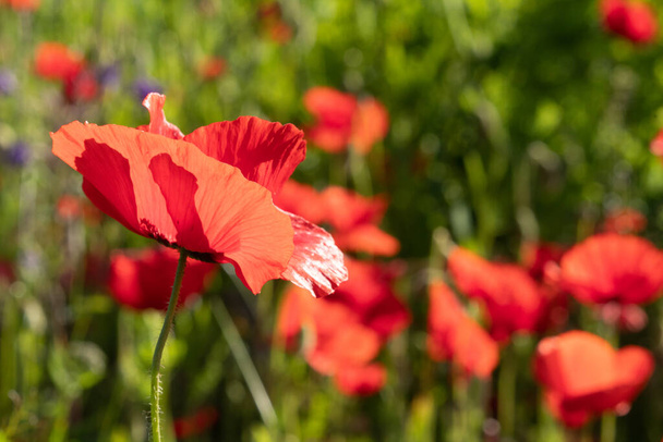 Field of red ANZAC poppies in summer. - Photo, Image