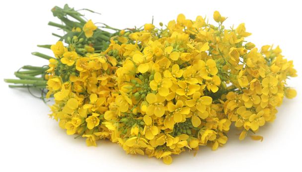 Closeup of mustard flower over white background  - Foto, Imagen