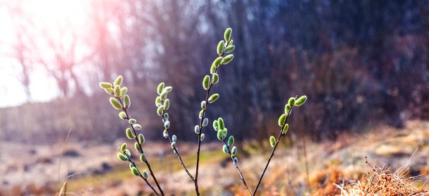 Willow branches with catkins on the edge of the forest in sunny weather - Foto, Bild