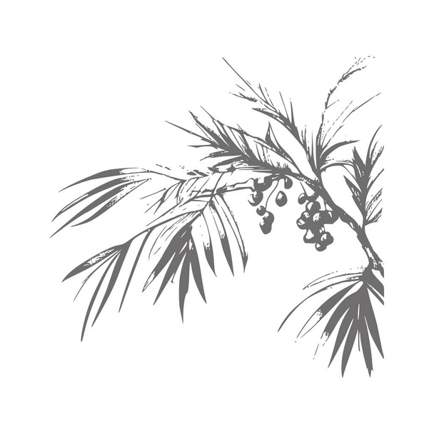 nk drawn dates with leaves. Ripe fruits hang from the branches.Border design with date palm leaves and ripe fruits sketch vector illustration isolated on white background.I - Vetor, Imagem