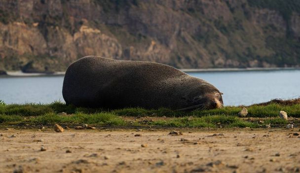 Close up portrait of a lazy dozing snoozing fur seal resting sleeping on green grass coast of Aramoana Dunedin Otago South Island New Zealand - Foto, immagini