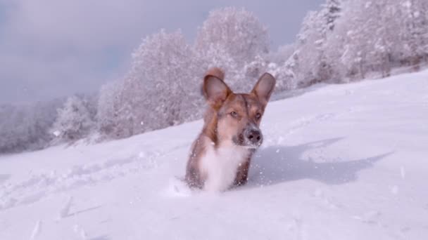 SLOW MOTION, CLOSE UP: Playful brown shepherd dog running and jumping in freshly fallen snow. Beautiful winter day to play with dog on freshly fallen snow. Adorable furry friend enjoying in garden. - Video
