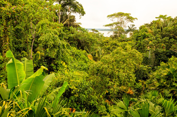 amazoński las deszczowy - Zdjęcie, obraz