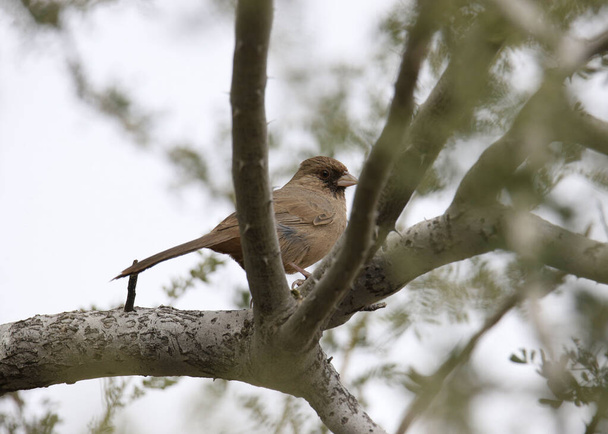 Abert's Towhee (melozone aberti) perched on a tree - Fotó, kép