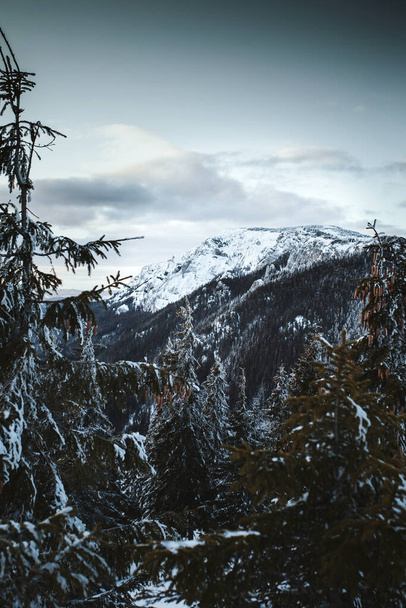 όμορφο πλάνο ενός χιονισμένου χειμερινού δάσους με τα βουνά - Φωτογραφία, εικόνα