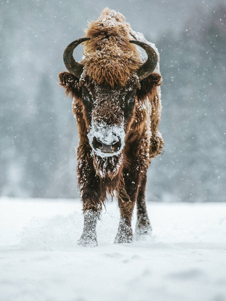 Portrait of European bison in wintertime. Cold and snowfall concept - Photo, Image
