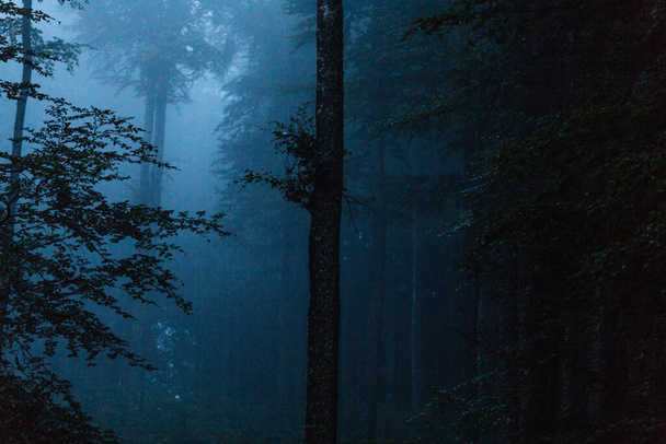Güzel yeşil ağaçları ve gölgeleri olan gizemli karanlık bir orman. - Fotoğraf, Görsel