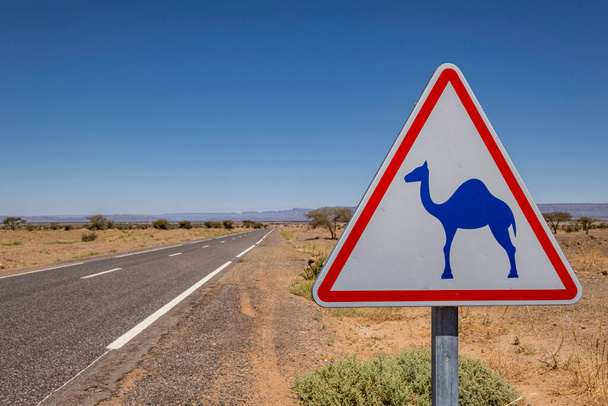 Notice of camels at large, M'Hamid road, Zagora region,Morocco, Africa - Φωτογραφία, εικόνα