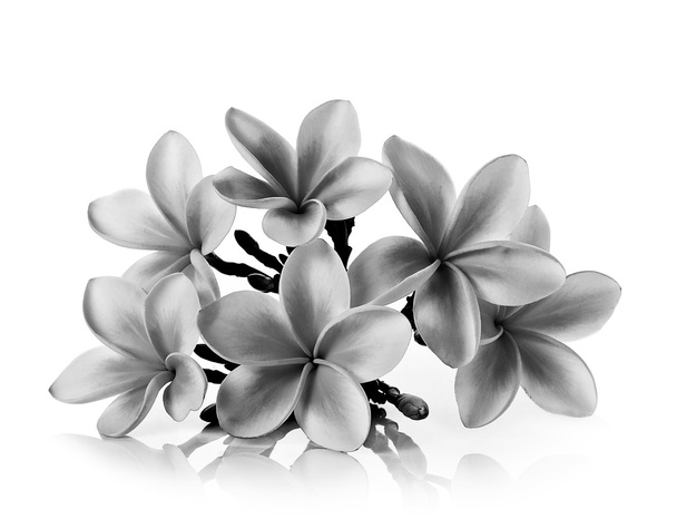 Тропічні квіти франгіпані чорно-білі ізольовані
  - Фото, зображення