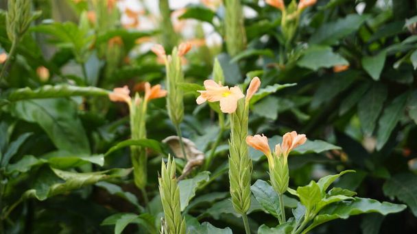 Crossandra infundibuliformis also known as Firecracker flower is species of flowering plant in the family Acanthaceae. In South India, favourite flowers of ladies to put in their hair. - Photo, image