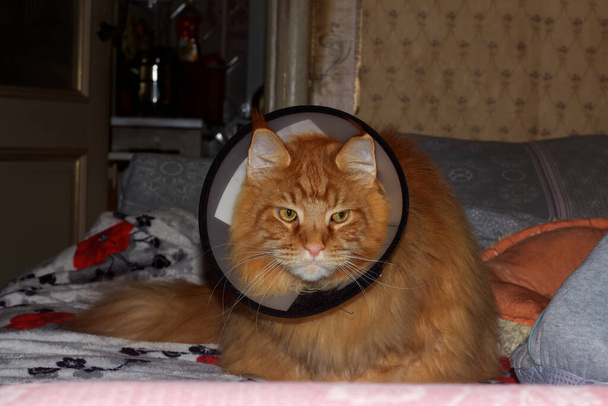 手術後、襟の赤いメインコーン猫。ウクライナのハリコフ - 写真・画像