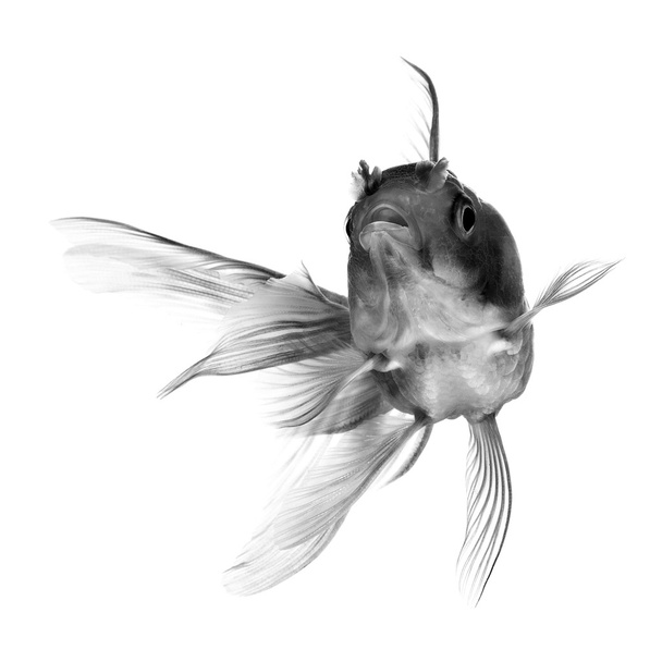 白を基調とした黒金魚 - 写真・画像