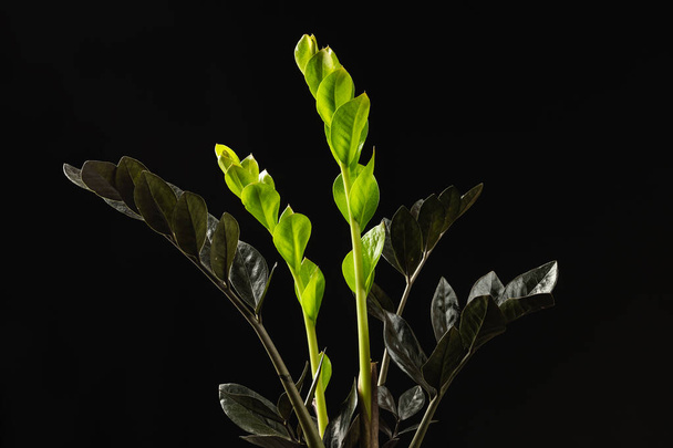 The New Light Green Leaves of Black Zamioculcas Zamiifolia Raven Houseplant over Black Background. ZZ Plant Growth - Photo, image