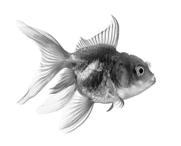 白を基調とした黒金魚 - 写真・画像