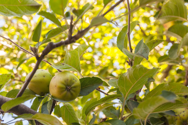 りんごの木、ルーマニア園芸 - 写真・画像
