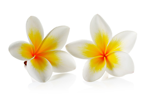 Цветок Франжипани на белом фоне - Фото, изображение