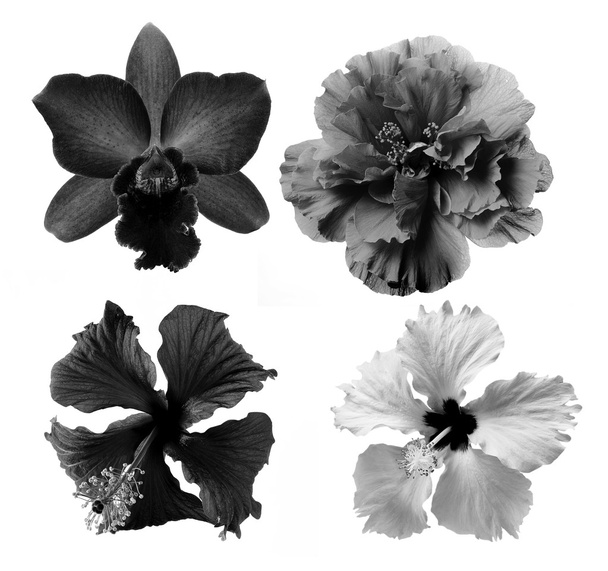 flor blanca y negra aislada sobre fondo blanco
 - Foto, Imagen