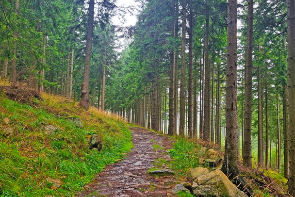 Beautiful green hiking trail in the forest. Fresh clean air - Foto, afbeelding