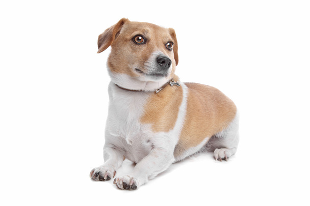 Jack Russel Terrier - Фото, изображение