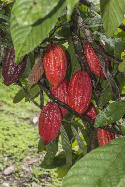 рослина какао з фруктами
 - Фото, зображення