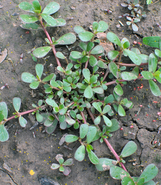 自然の中で、土の中で、雑草のようにパースレーンを成長させる(Portulaca oleracea)) - 写真・画像