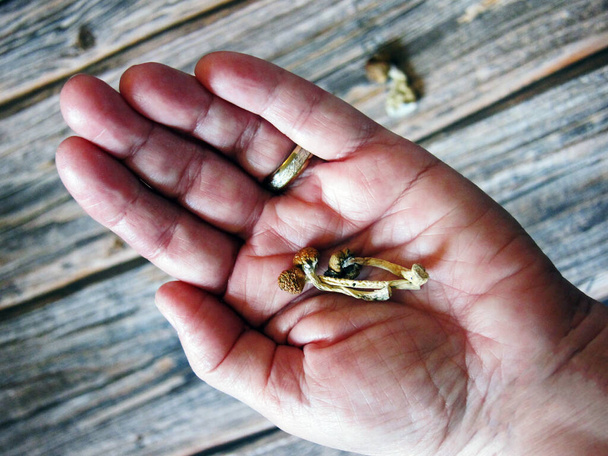 Several small psilocybin and psilocin hallucinogenic dried magic mushrooms held in womans open hand with wood background - Foto, Bild