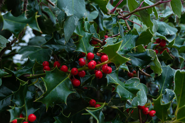 Ilex aquifoliumまたはChristmas Holly.成熟した赤い果実を持つホリーグリーンの葉。緑の葉と赤いベリークリスマスのホリー、クローズアップ - 写真・画像