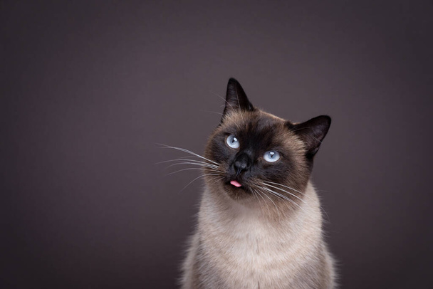 cute siamese cat sticking small tongue out. portrait on brown background with copy space - Zdjęcie, obraz