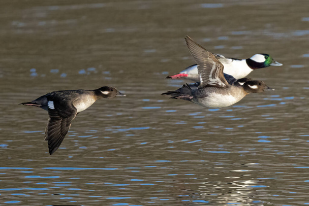 Bufflehead (Bucephala albeola) Ducks in Flight - Fotoğraf, Görsel