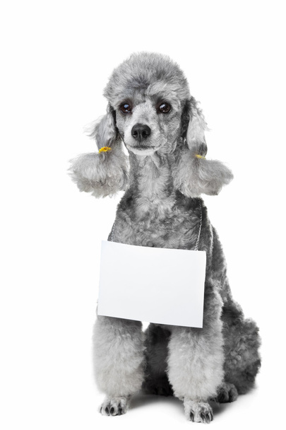 szürke uszkár kutya-val a szöveg elszigetelt fehér tabletta - Fotó, kép