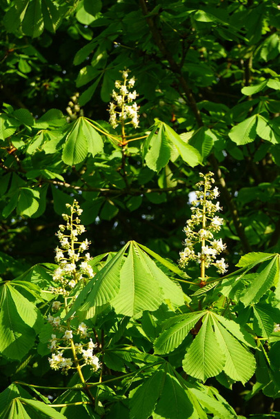 Aesculus hippocastanum blooms in May. Aesculus hippocastanum, the horse chestnut, is a species of flowering plant in the soapberry and lychee family Sapindaceae. Berlin, Germany  - Foto, immagini