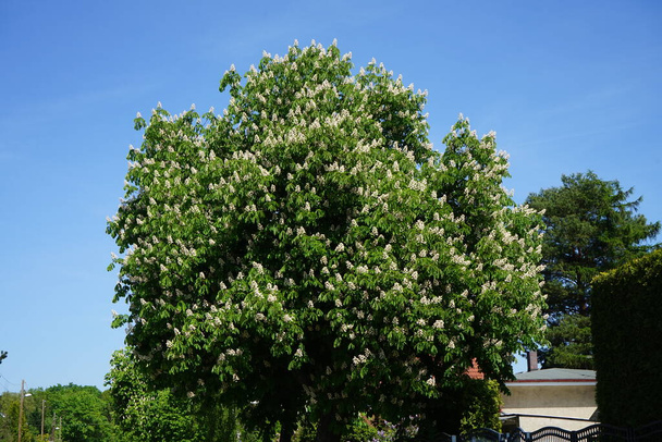 Aesculus hippocastanum blooms in May. Aesculus hippocastanum, the horse chestnut, is a species of flowering plant in the soapberry and lychee family Sapindaceae. Berlin, Germany  - Foto, Imagen