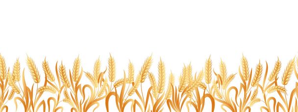 Seamless border of spikelets of wheat, rye, barley with copy space. Background, vector - Vetor, Imagem