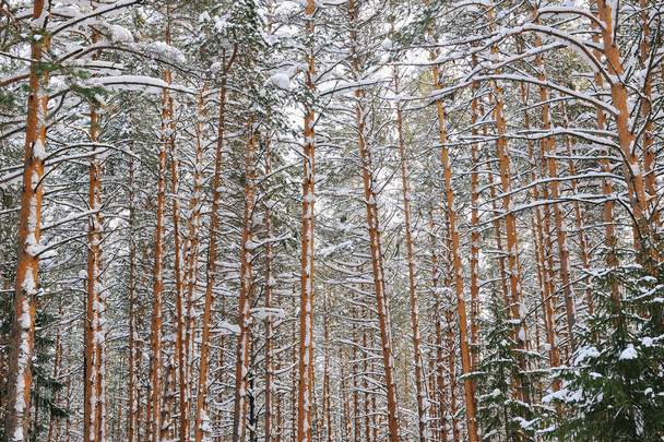 Winter in the wildwood. - Foto, Bild