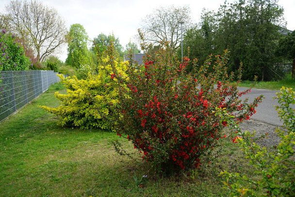 kaviaarinkorvikkeet kukkii punaisia kukkia toukokuussa. Chaenomeles on suvun neljä lajia lehtipuiden piikkipensaita, perheen Rosaceae. Berliini, Saksa - Valokuva, kuva