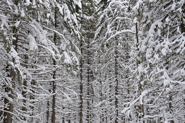 冬の森の背景 - 写真・画像