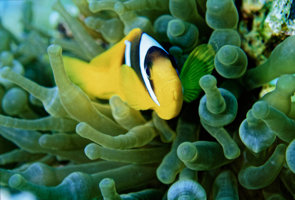 Egypt, Red Sea, U.W. photo, tropical clown fish in an anemone - Φωτογραφία, εικόνα