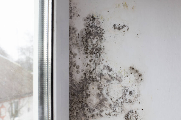 窓の近くの壁の真菌。黒い真菌は白い壁と窓を覆う - 写真・画像