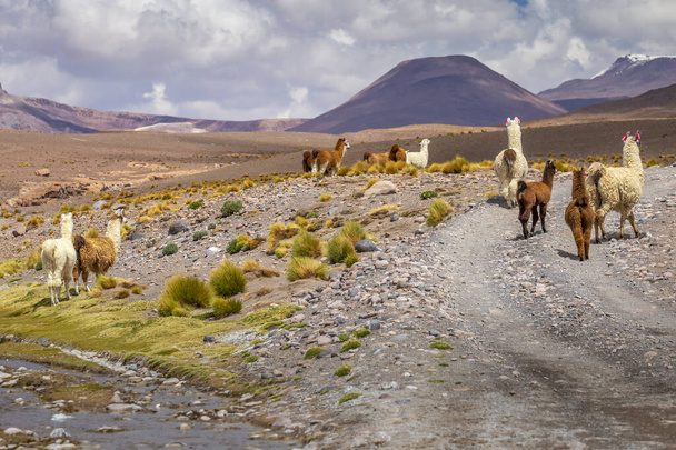 LLamas in Bolivia altiplano near Chilean atacama border, South America - Fotó, kép
